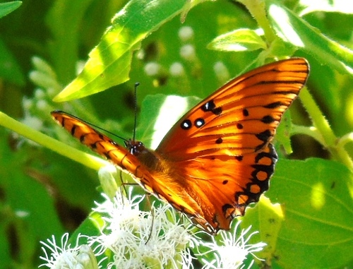 Chromolaena odorata (Siam weed) (alternate view 7)