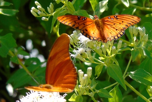 Chromolaena odorata (Siam weed) (alternate view 8)