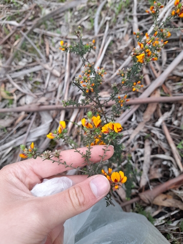 Pultenaea gunnii (golden bush-pea) (alternate view 4)