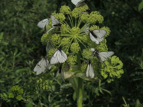 Angelica (angelicas) (alternate view 4)