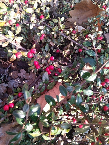 Cotoneaster × suecicus (Swedish Cotoneaster) (alternate view 7)