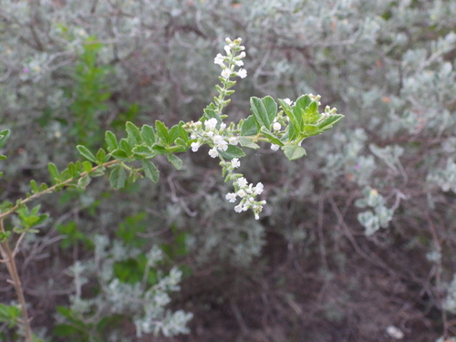Aloysia gratissima (Whitebrush) (alternate view 3)
