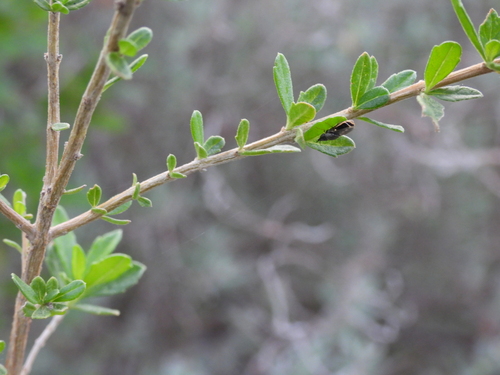 Aloysia gratissima (Whitebrush) (alternate view 4)