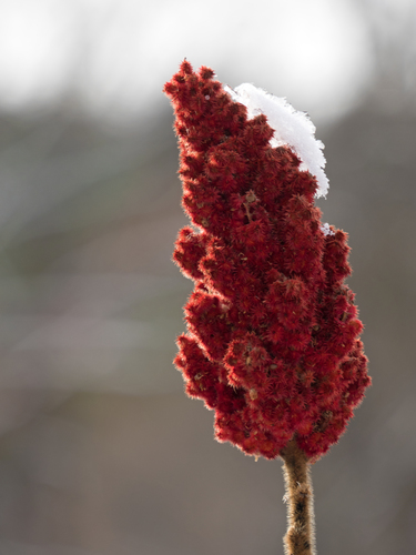 Rhus typhina (staghorn sumac) (alternate view 3)