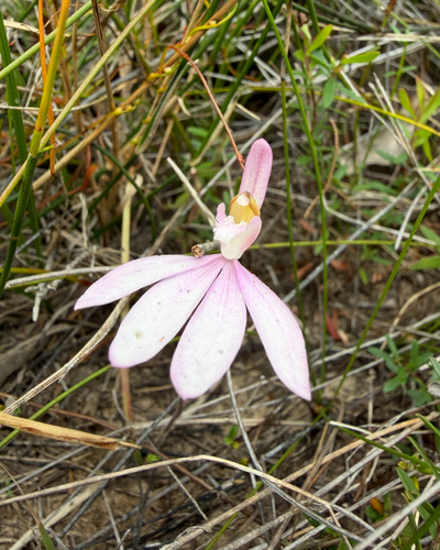 Caladenia catenata (Lady Fingers) (alternate view 6)