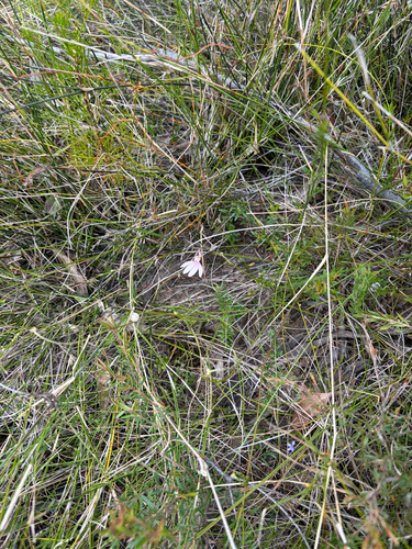 Caladenia catenata (Lady Fingers) (alternate view 7)