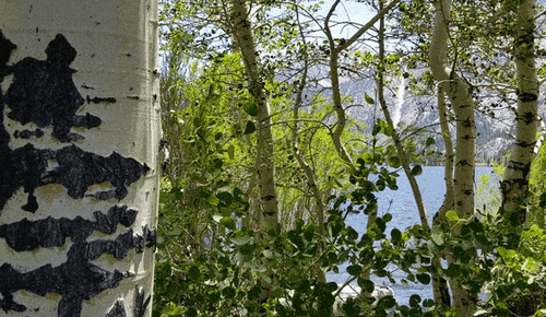 Populus tremuloides (quaking aspen) (alternate view 2)