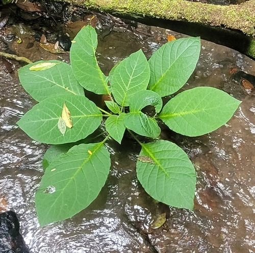 Brugmansia suaveolens (Angel's Trumpet)