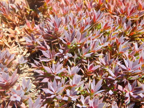 Styphelia humifusa (Cranberry Heath)