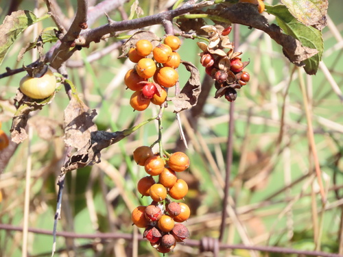 Celastrus scandens (American bittersweet) (alternate view 8)
