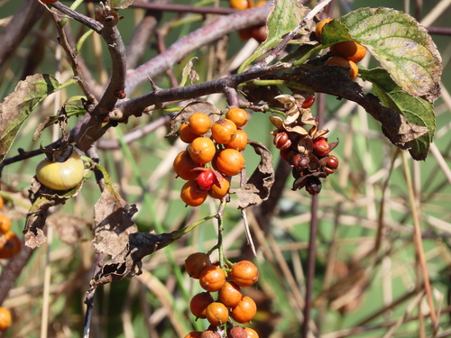 Celastrus scandens (American bittersweet) (alternate view 9)