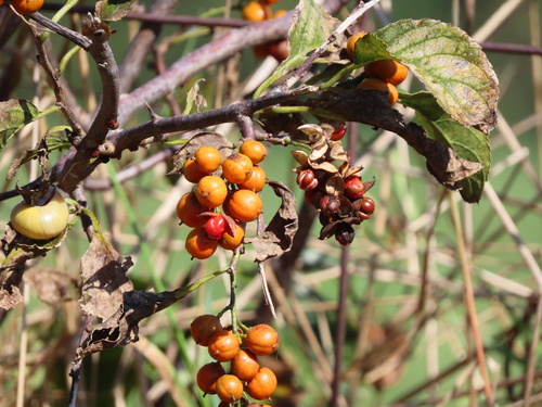 Celastrus scandens (American bittersweet) (alternate view 10)