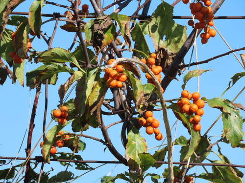 Celastrus scandens (American bittersweet) (alternate view 7)