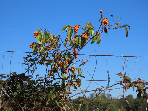 Celastrus scandens (American bittersweet) (alternate view 6)