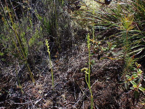 Microtis arenaria (Pale Onion-orchid) (alternate view 5)