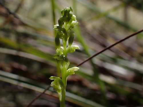 Microtis arenaria (Pale Onion-orchid) (alternate view 4)