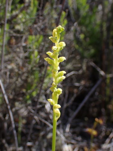 Microtis arenaria (Pale Onion-orchid) (alternate view 3)