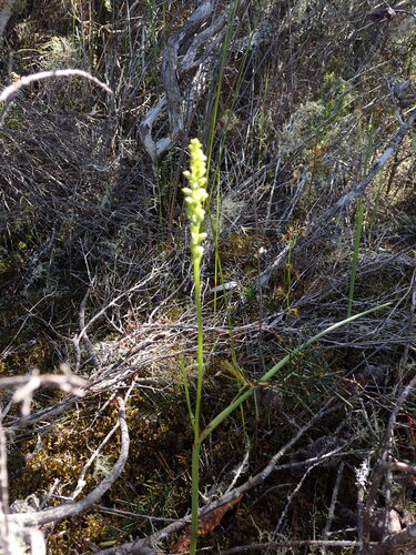 Microtis arenaria (Pale Onion-orchid) (alternate view 2)