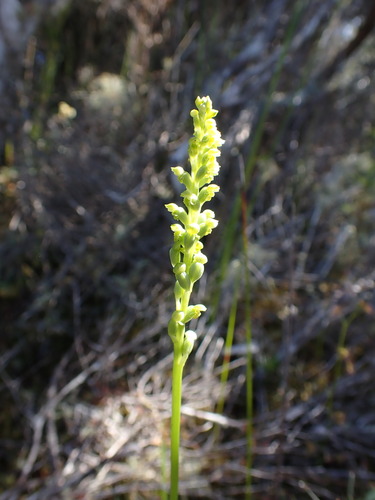 Microtis arenaria (Pale Onion-orchid)