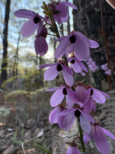 Tetratheca ciliata (Pink-bells) (alternate view 7)