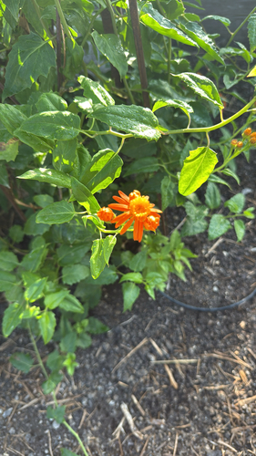 Pseudogynoxys chenopodioides (Mexican Flame Vine)