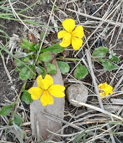 Goodenia lanata (trailing Goodenia) (alternate view 4)