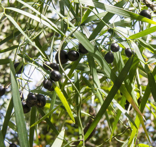 Geitonoplesium cymosum (Climbing Lily) (alternate view 10)
