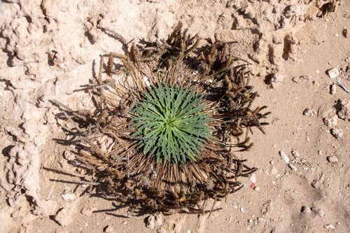 Plantago coronopus (Buck's-horn Plantain)