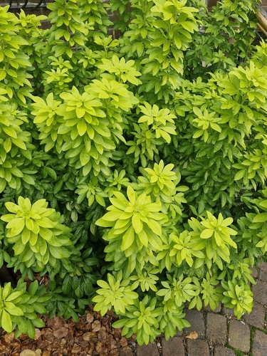 Choisya ternata (Mexican Orange Blossom) (alternate view 3)