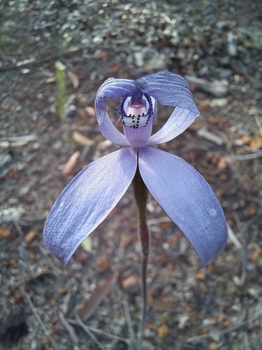 Cyanicula sericea (Silky Blue Orchid) (alternate view 4)