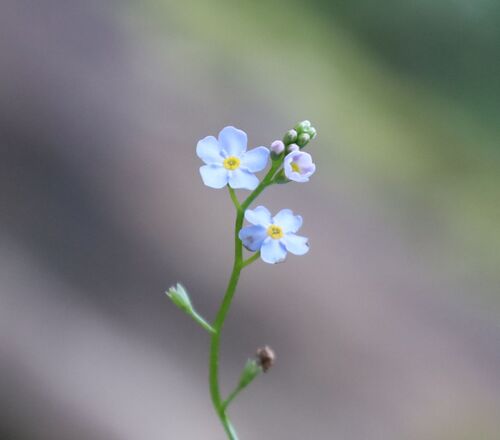 Myosotis scorpioides (water forget-me-not)