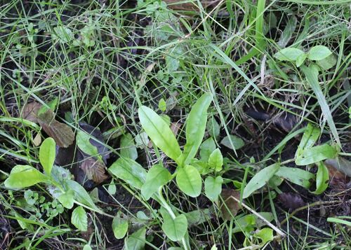 Myosotis scorpioides (water forget-me-not) (alternate view 5)