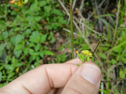 Youngia japonica (Oriental false hawksbeard)