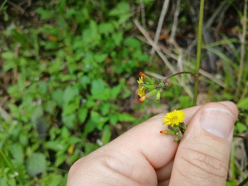 Youngia japonica (Oriental false hawksbeard)