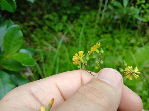 Youngia japonica (Oriental false hawksbeard)