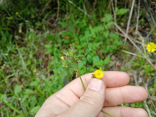 Youngia japonica (Oriental false hawksbeard)