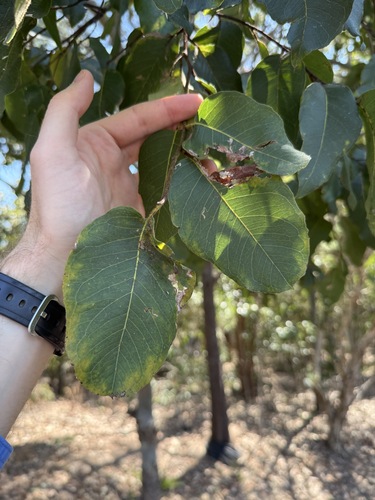Corymbia torelliana (cadaghi) (alternate view 6)