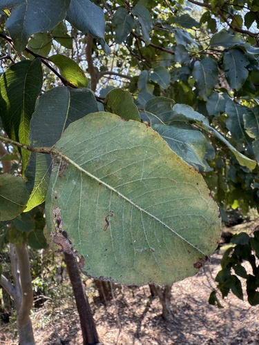 Corymbia torelliana (cadaghi) (alternate view 7)