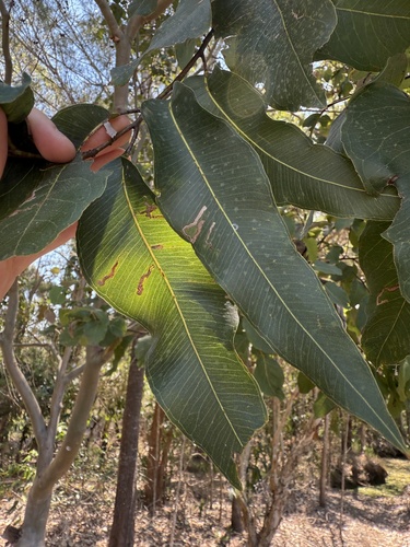 Corymbia torelliana (cadaghi) (alternate view 8)