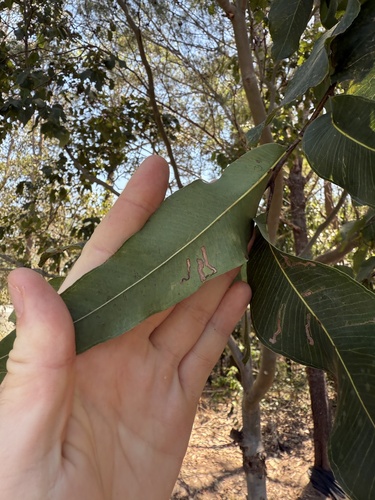 Corymbia torelliana (cadaghi) (alternate view 9)