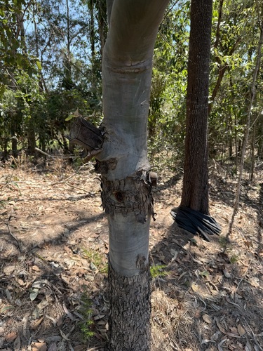 Corymbia torelliana (cadaghi) (alternate view 10)