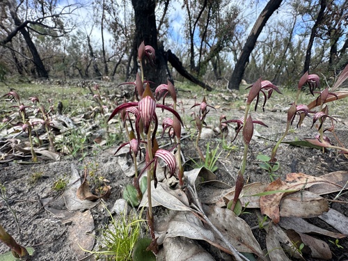 Pyrorchis nigricans (Red Beaks) (alternate view 6)