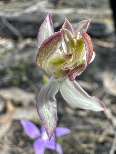 Caladenia moschata (Musky Caps) (alternate view 3)