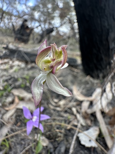 Caladenia moschata (Musky Caps) (alternate view 4)