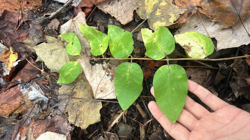 Lonicera morrowii (Morrow's honeysuckle)