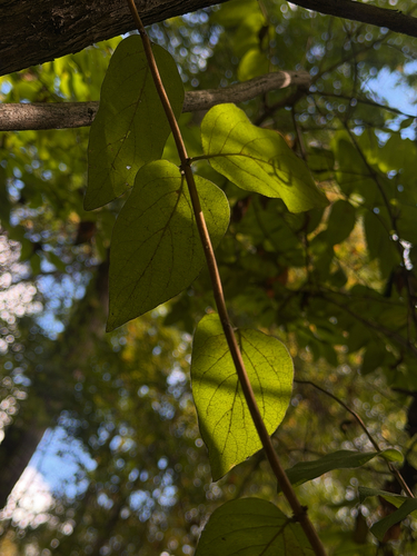 Lonicera morrowii (Morrow's honeysuckle)