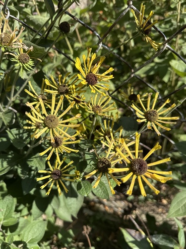Rudbeckia subtomentosa (sweet black-eyed Susan) (alternate view 9)