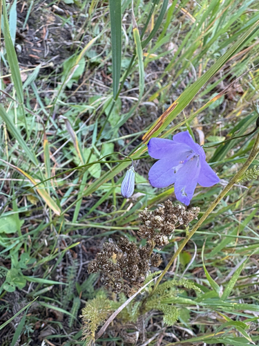 Campanula petiolata (western harebell) (alternate view 2)