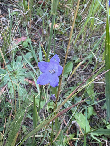 Campanula petiolata (western harebell)