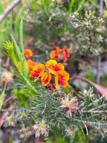 Dillwynia cinerascens (grey parrot pea)